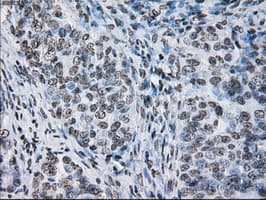 ID3 Antibody (clone OTI5C7)
