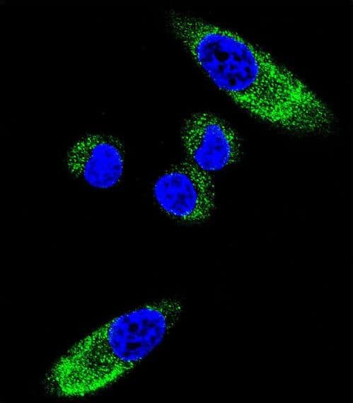 Polyclonal Rabbit anti-Human CYP1A1 Antibody (aa252-280, IHC, IF, WB)
