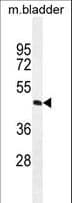 Polyclonal Rabbit anti-Human PPAPDC1A / DPPL2 Antibody (aa6-35, IHC, WB)