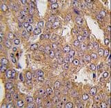 NARS2 Antibody (aa445-474)