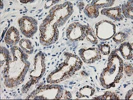 AK4 / Adenylate Kinase 4 Antibody (clone OTI2B12)