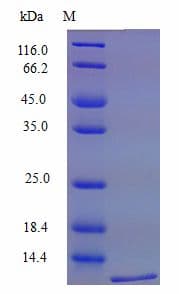 Mouse XCL1 / Lymphotactin Protein (Recombinant)