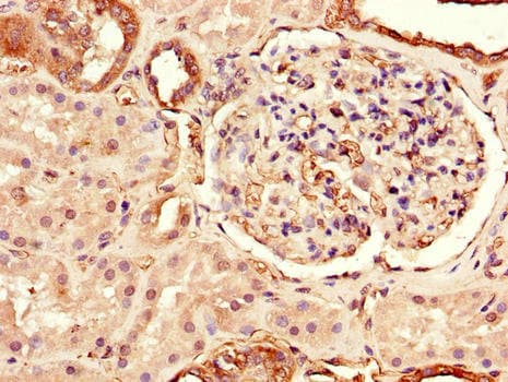 TLR3 Antibody
