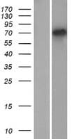 TSPEAR Protein (Over-Expression Lysate Myc-DDK (Flag))