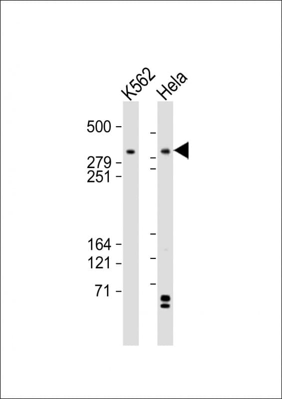 Polyclonal Rabbit anti-Human Tra1 / TRRAP Antibody (aa3015-3049, IF, WB)