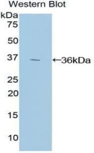 HIF1A / HIF1 Alpha Antibody (aa218-506)