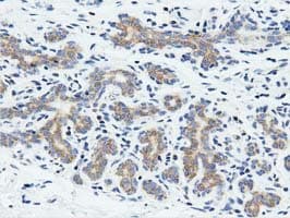 RIT2 / RIN Antibody (clone OTI3F4)