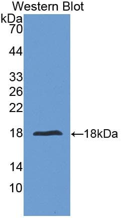 IL24 Antibody (aa51-206)