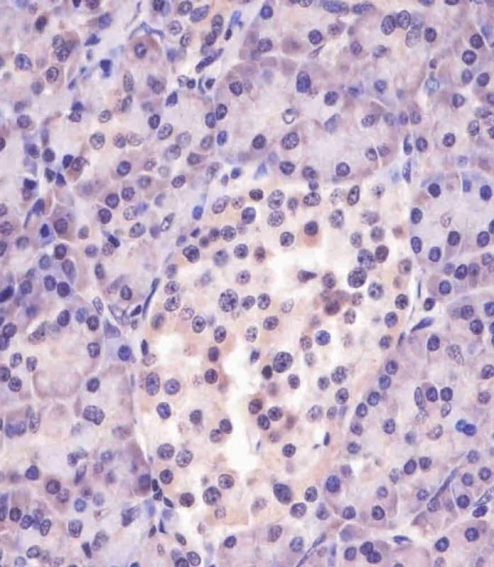 MGEA5 Antibody (N-Terminus)