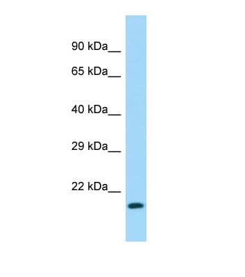 NAA40 Antibody (C-Terminus)