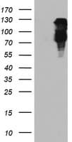 FBXO21 Antibody (clone OTI5H4)