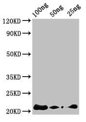 Defensin-like protein 2 Antibody