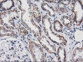 VCAM1 / CD106 Antibody (clone OTI3H10, Carrier-free)