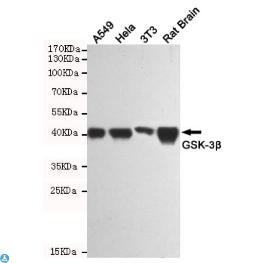 Monoclonal Mouse anti-Human GSK3B / GSK3 Beta Antibody (WB)