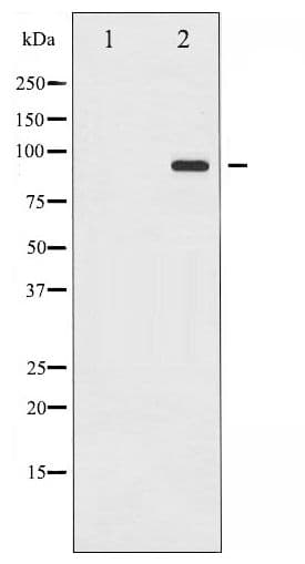 Polyclonal Rabbit anti-Human ICAM-1 / CD54 Antibody (phospho-Tyr512, WB)
