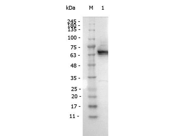 DYKDDDDK Tag Antibody (clone 29E4.G7, HRP)