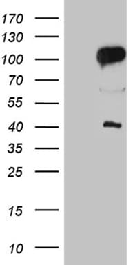 TCF12 / HEB Antibody (clone OTI1G10, Carrier-free)