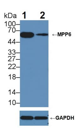 MPHOSPH6 Antibody (aa34-235)