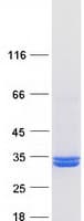 Human PNPO Protein (Recombinant Myc-DDK (Flag))