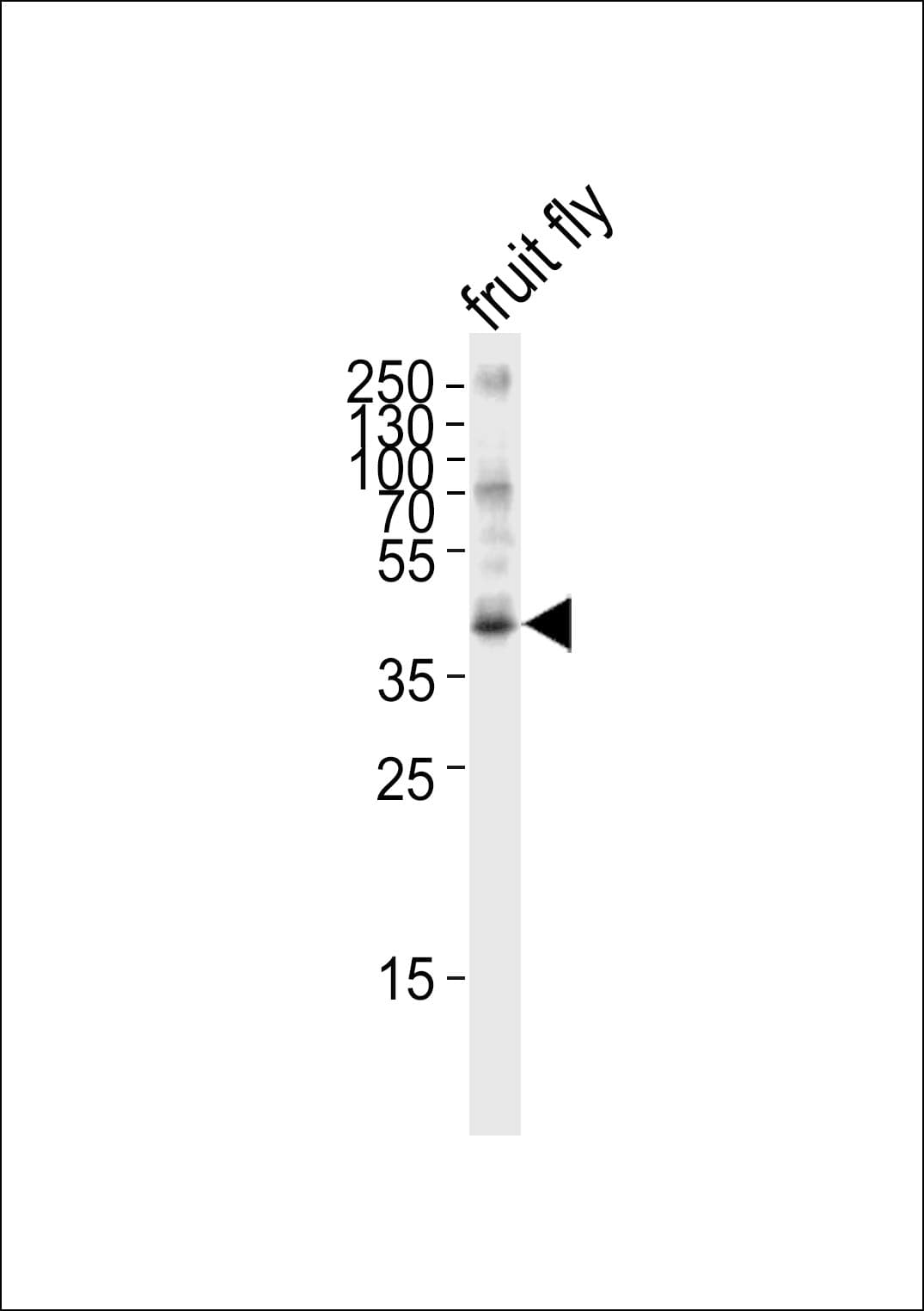BUB3 Antibody (aa 201-230)