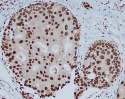 CBX5 / HP1 Alpha Antibody