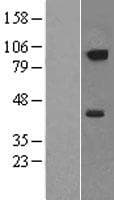Human NRP2 / Neuropilin 2 Protein (Over-Expression Lysate Myc-DDK (Flag))