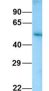 KMO Antibody (N-Terminus)