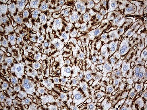 Monoclonal Mouse anti-Human IFITM2 Antibody (clone OTI2B3, Carrier-free, IHC, WB)