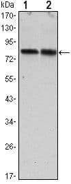 CRTC2 / TORC2 Antibody (clone 5B10)
