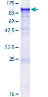 Human ITGB5 / Integrin Beta 5 Protein (Recombinant GST)