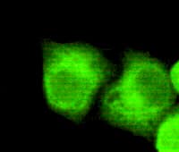 PathPlus™ NPM1 / NPM / Nucleophosmin Antibody