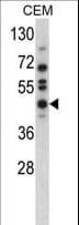 USP12 Antibody (aa5-35)
