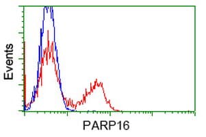 PARP16 Antibody (clone OTI4E2)
