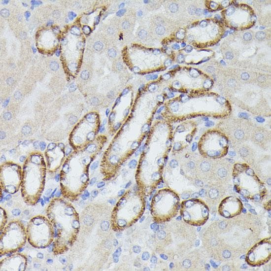 LF / LTF / Lactoferrin Antibody