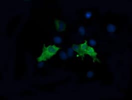 MAP2K1 / MKK1 / MEK1 Antibody (clone OTI4H1, Carrier-free)
