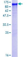 Human LRSAM1 Protein (Recombinant GST)