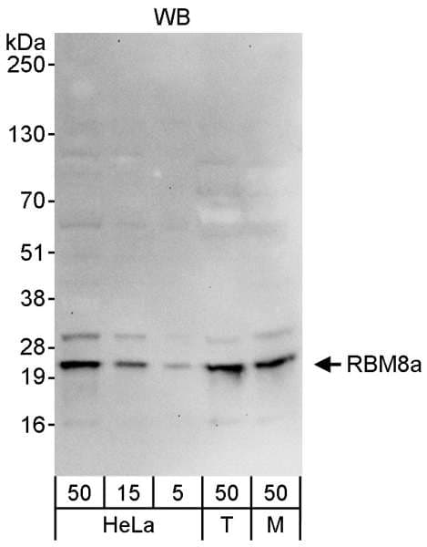 RBM8A / Y14 Antibody (aa1-50)