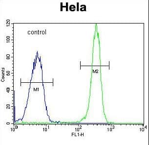 IHC-plus™ Polyclonal Rabbit anti-Human COL4A2 / Collagen IV Alpha2 Antibody (aa156-186, IHC, WB)