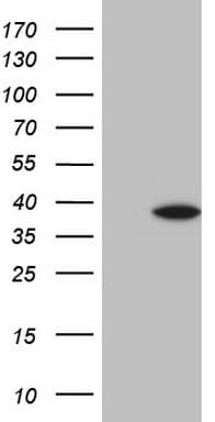 BTEB / KLF9 Antibody (clone OTI6A9)