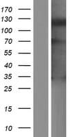 SLFN14 Protein (Over-Expression Lysate Myc-DDK (Flag))
