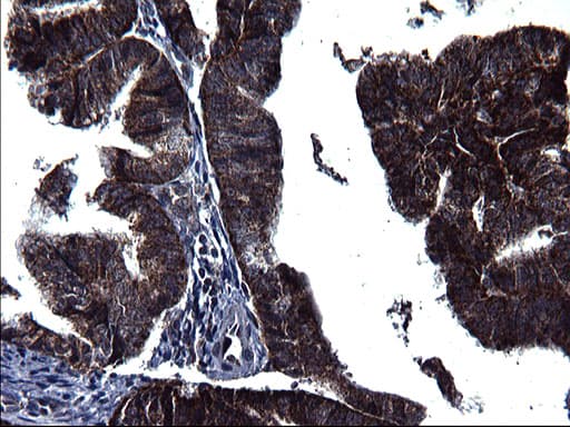 Monoclonal Mouse anti-Human HSCB Antibody (clone OTI3E1, IHC, WB)