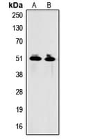 GDF9 / GDF-9 Antibody (C-Terminus)
