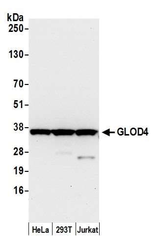 HC71 / GLOD4 Antibody (aa263-313)
