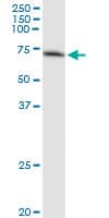 GBP2 Antibody (clone 2A10)