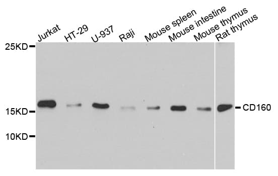 NK1 / CD160 Antibody
