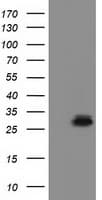 RASD2 Antibody (clone OTI1G1)