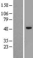 C12orf50 Protein (Over-Expression Lysate Myc-DDK (Flag))