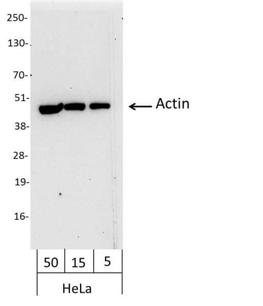 ACTB / Beta Actin Antibody (N-Terminus, Biotin)