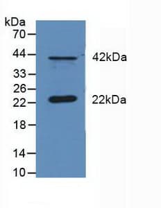 DUSP6 / MKP3 Antibody (aa1-300)
