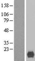 XAGE2 Protein (Over-Expression Lysate Myc-DDK (Flag))